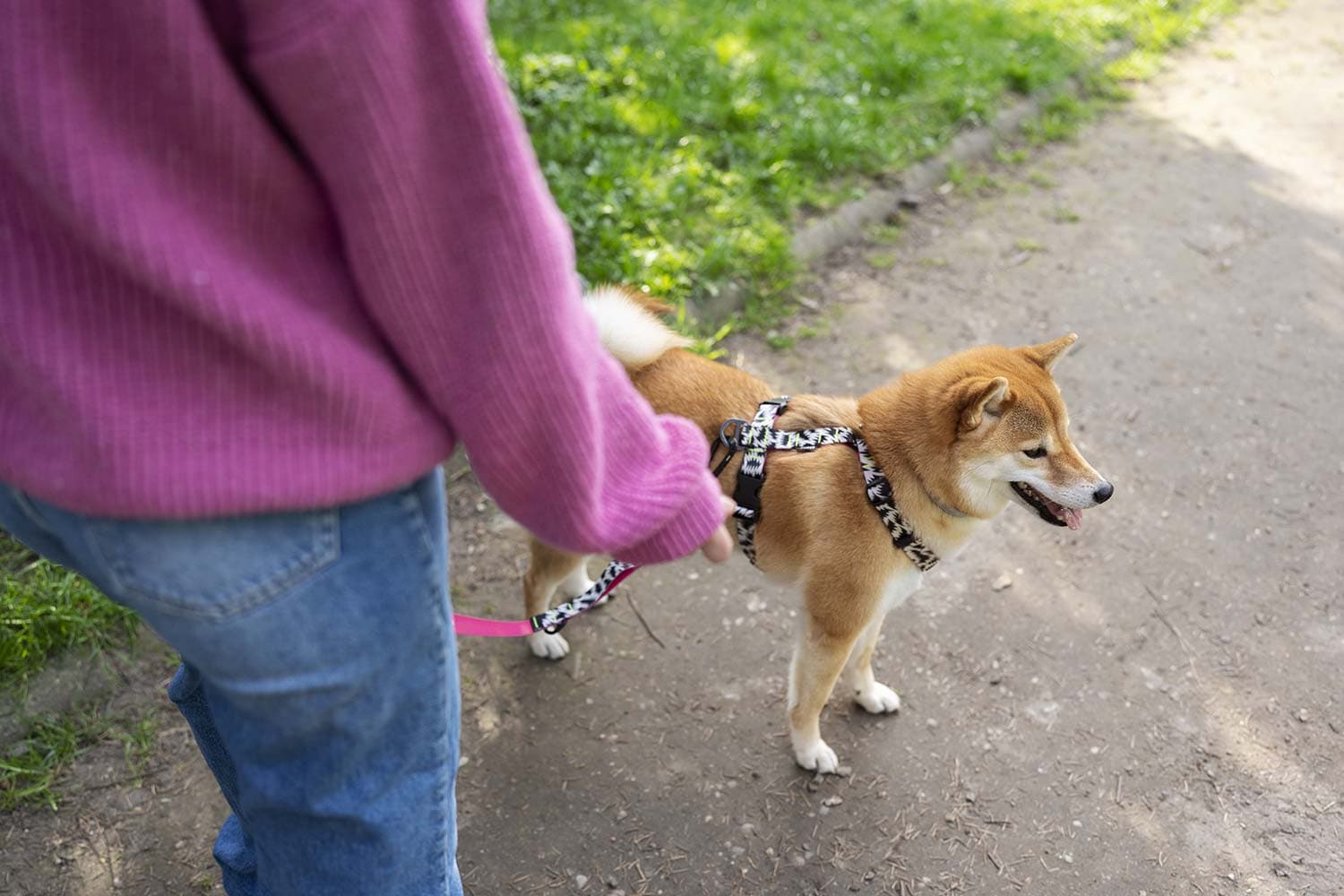 Promener son chien : rappels
